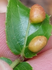 Plagiotrochus australis