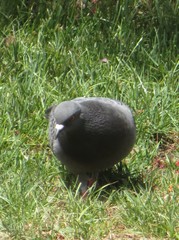 Columba livia