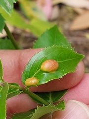 Plagiotrochus australis