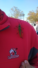 Phymateus viridipes