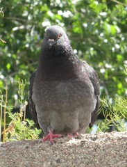 Columba livia