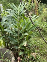 Zingiber ottensii
