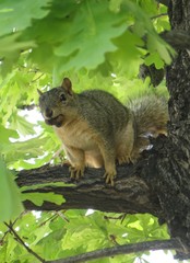 Sciurus niger