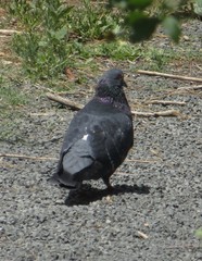 Columba livia