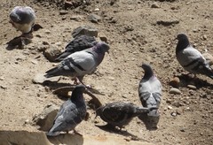 Columba livia
