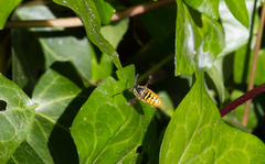 Vespula vulgaris