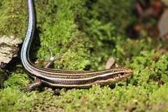 Plestiodon japonicus