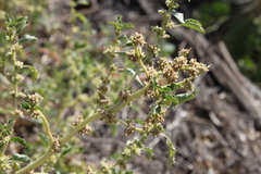 Amaranthus mitchellii
