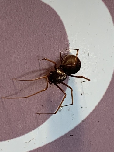 Brown Spitting Spider photo 5