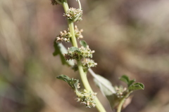 Amaranthus mitchellii