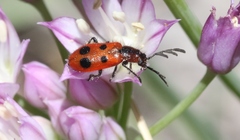 Pelonides quadrinotata