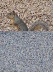 Sciurus niger