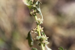Amaranthus mitchellii