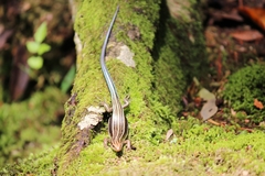 Plestiodon japonicus
