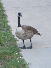 Branta canadensis