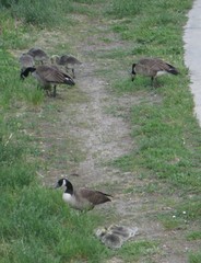 Branta canadensis