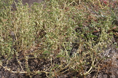 Amaranthus mitchellii