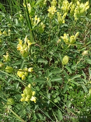 Scutellaria orientalis