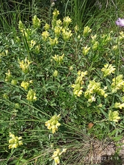 Scutellaria orientalis