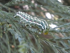 Lithophane leautieri