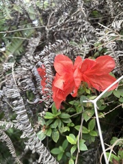 Rhododendron nakaharai