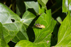 Vespula vulgaris