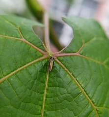 Agrilus derasofasciatus