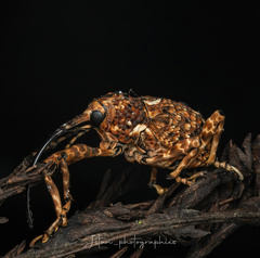 Ectatorhinus wallacei