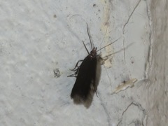 Monochroa tenebrella