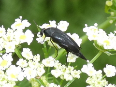 Mordella aculeata