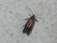 Monochroa tenebrella