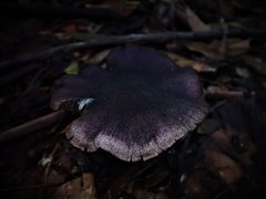 Cortinarius kioloensis