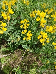 Coronilla coronata