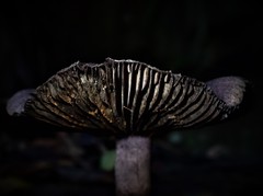 Cortinarius kioloensis