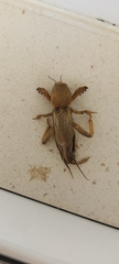 Gryllotalpa gryllotalpa