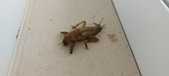Gryllotalpa gryllotalpa