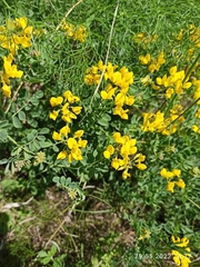 Coronilla coronata