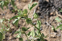 Hibiscus verdcourtii