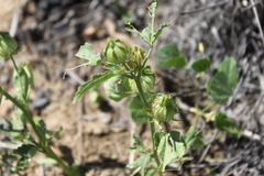 Hibiscus verdcourtii