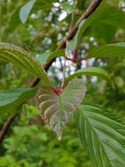 Viburnum grandiflorum