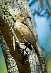 Toxostoma curvirostre