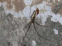 Tetragnatha montana