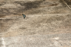 Graphium sarpedon nipponum