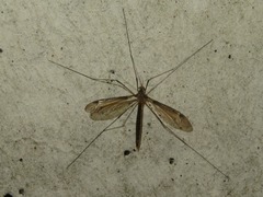 Tipula marginella