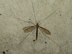 Tipula marginella