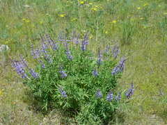 Lupinus caudatus