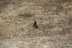 Graphium sarpedon nipponum