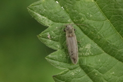 Synaptus filiformis