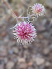 Gomphrena canescens