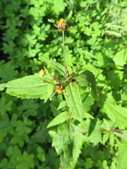 Sigesbeckia orientalis